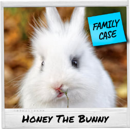 Honey the Bunny - Cold Case Murder Mystery GamePicture